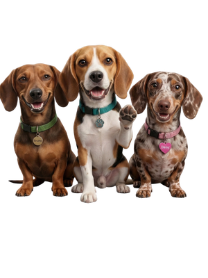 Scoop the dog with a friend